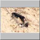 Pompilus cinereus - Wegwespe w45 9mm mit Spinne.jpg